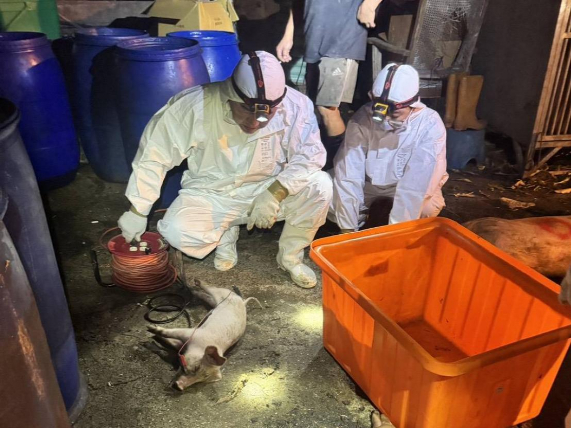 非洲豬瘟現身台灣7年首傳本土病例！農業部：禁運禁宰5天、全面禁用廚餘餵食…為何會發生？還原豬場作業